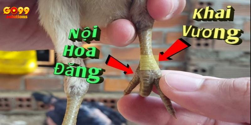 Hình dáng vảy giống chữ “Vương” trong tiếng Trung