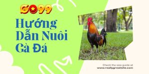 Go99 hướng dẫn nuôi gà đá đúng chuẩn cho anh em